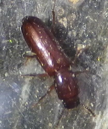 Corticeus unicolor
