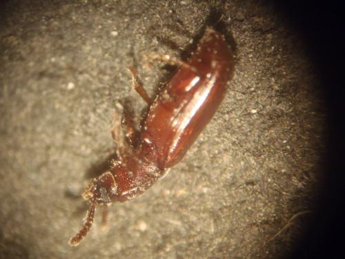 Corticeus unicolor