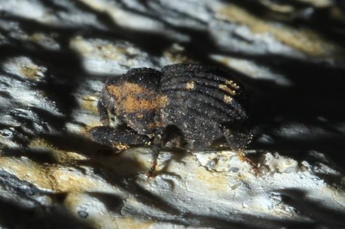 Echinodera hypocrita