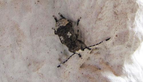Platystomos albinus