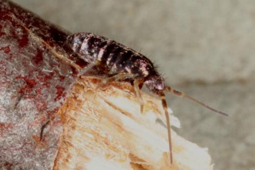 Tomocerus vulgaris