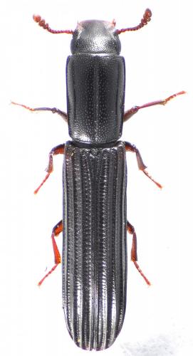 Réf. 132 966 : Colydium elongatum