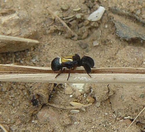 Caliscelis wallengreni