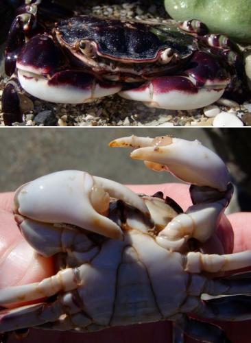Réf. 132 439 : Hemigrapsus sexdentatus