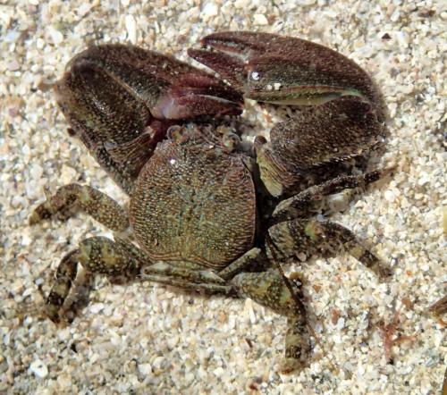 Réf. 132 194 : Petrolisthes elongatus