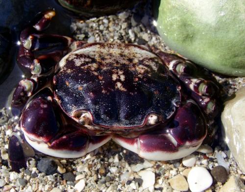 Réf. 132 438 : Hemigrapsus sexdentatus