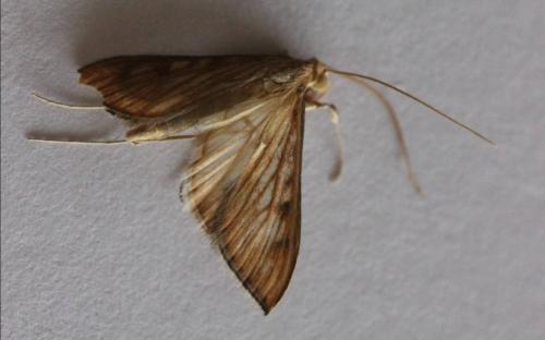 Réf. 132 029 : Antigastra catalaunalis