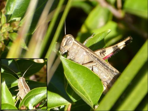 Réf. 132 764 : Heteracris sp.