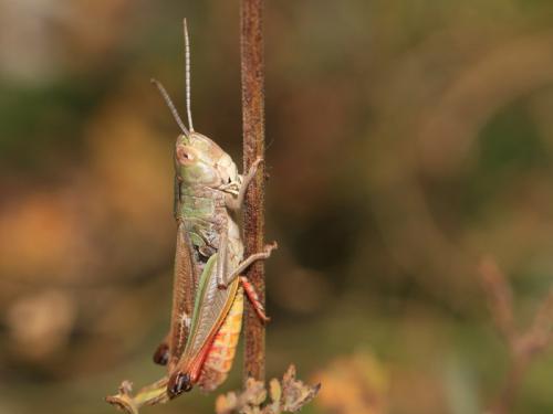 Réf. 132 667 : Stenobothrus fischeri glaucescens