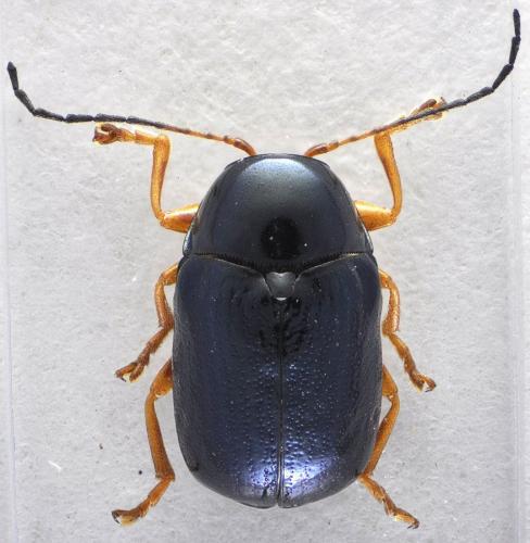 Réf. 132 280 : Cryptocephalus nitidus