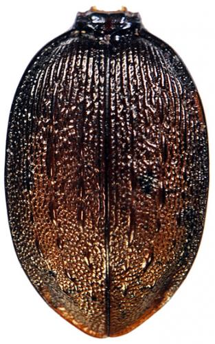 Réf. 132 082 : Cychrus attenuatus