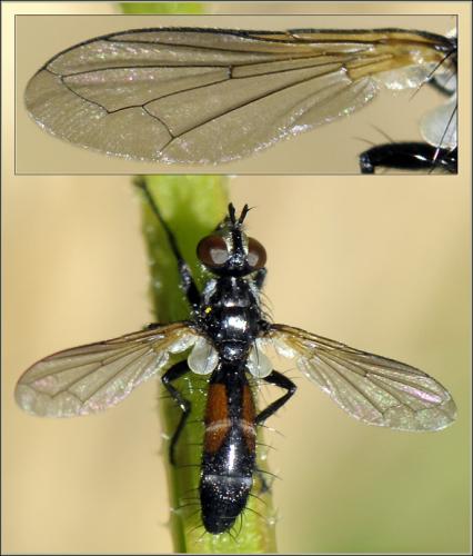 Cylindromyia sp.