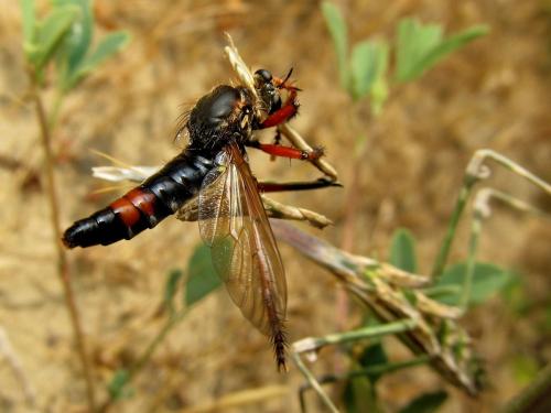 Dasypogon diadema