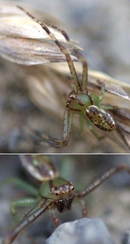 Diaea sp.