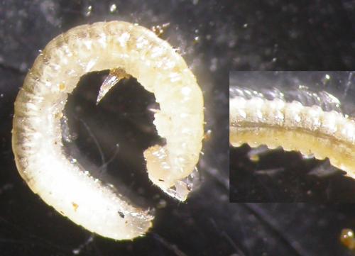 Réf. 132 859 : Brachychaeteuma melanops