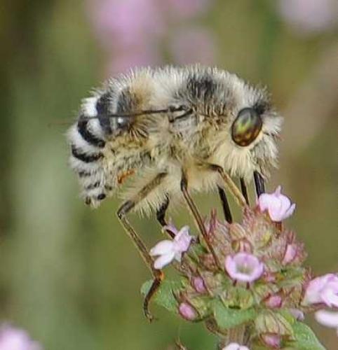 Réf. 132 481 : Fallenia fasciata