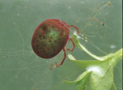 Hydrodroma despiciens