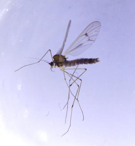 Réf. 132 620 : Dixa submaculata