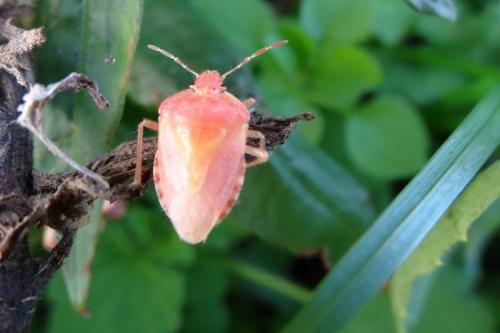 Réf. 132 319 : Dolycoris baccarum