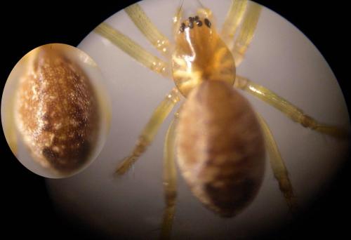 Neriene peltata