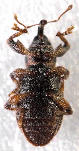 Dorytomus melanophthalmus