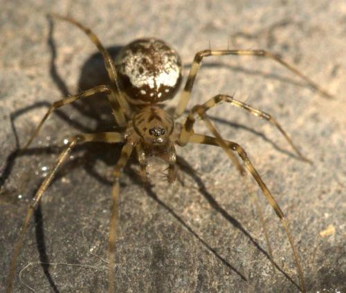 Drapetisca socialis