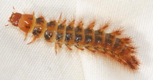 Réf. 132 204 : Drilus flavescens