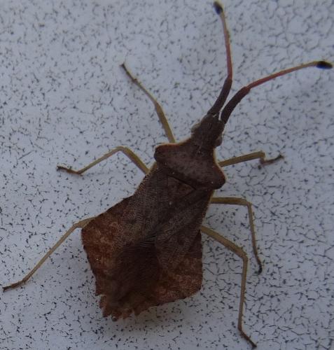 Syromastus rhombeus