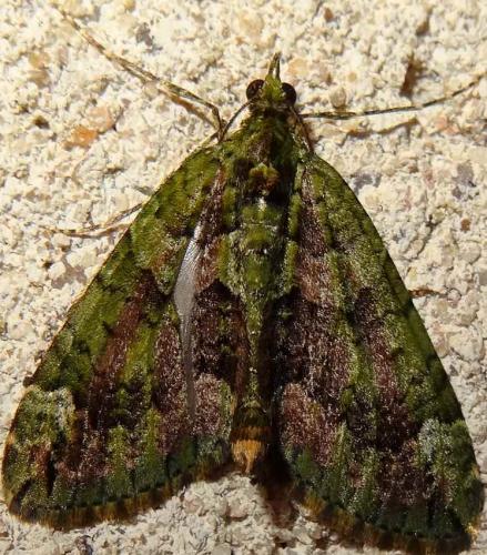 Réf. 132 403 : Chloroclysta siterata