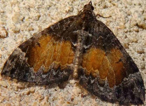 Réf. 132 486 : Dysstroma truncata
