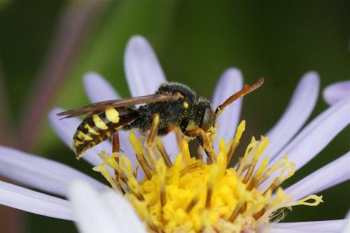 Nomada sp.