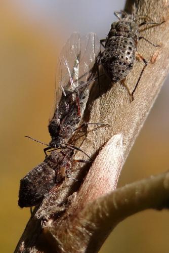 Réf. 132 012 : Tuberolachnus salignus