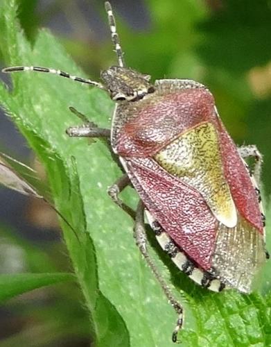 Réf. 132 570 : Dolycoris baccarum