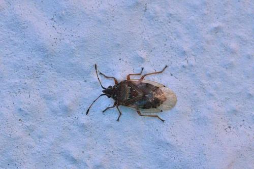 Kleidocerys resedae