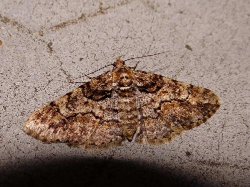 Réf. 132 030 : Cleora cinctaria