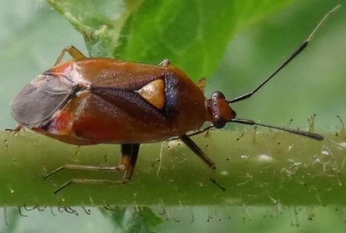 Réf. 132 627 : Deraeocoris ruber