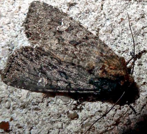 Réf. 132 547 : Mamestra brassicae