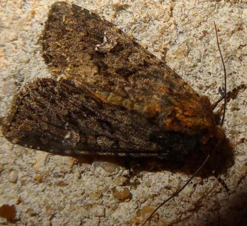 Réf. 132 500 : Mamestra brassicae