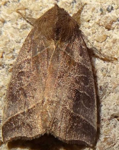 Réf. 132 431 : Ipimorpha retusa