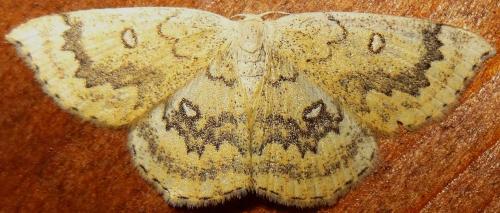 Réf. 132 818 : Cyclophora annularia