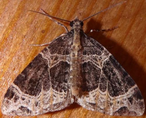 Réf. 132 404 : Ecliptopera silaceata