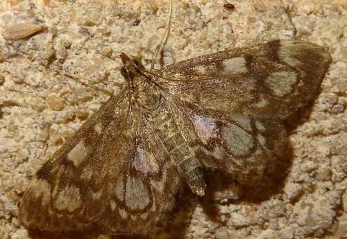 Réf. 132 434 : Anania coronata