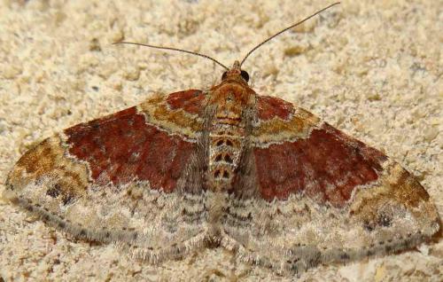 Réf. 132 433 : Xanthorhoe sp.