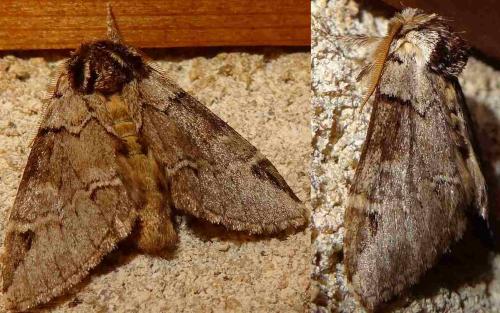 Réf. 132 488 : Drymonia melagona