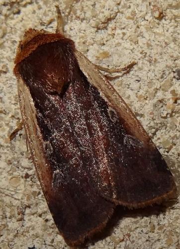 Réf. 132 502 : Ochropleura plecta