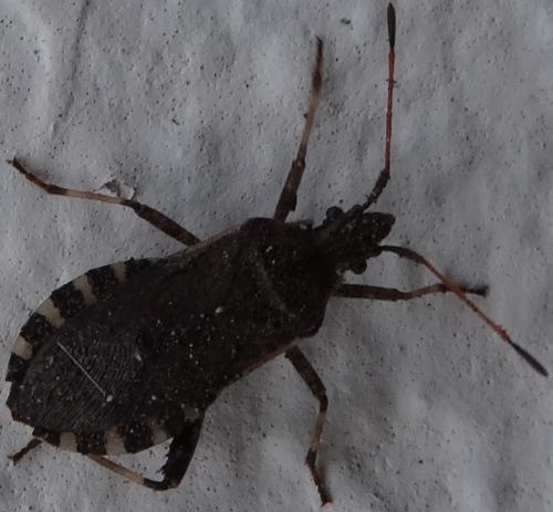Ceraleptus gracilicornis