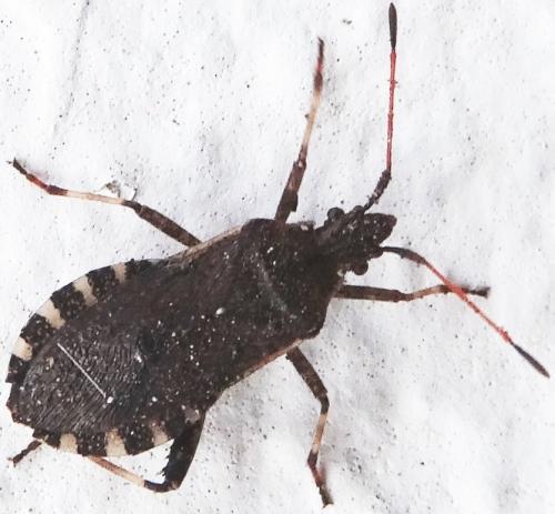 Ceraleptus gracilicornis