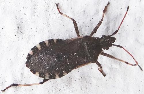 Ceraleptus gracilicornis