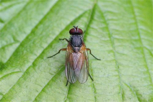 Fannia lustrator