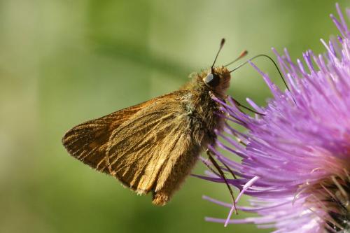 Ochlodes sylvanus